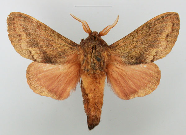 /filer/webapps/moths/media/images/C/capensis_Eutricha_AM_TMSA_04_MydOqPo.jpg