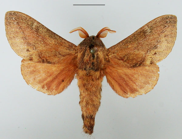 /filer/webapps/moths/media/images/C/capensis_Eutricha_AM_TMSA_05.jpg