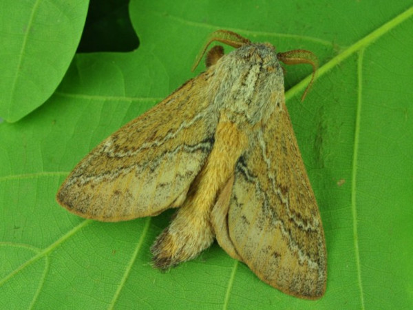 /filer/webapps/moths/media/images/C/capensis_Eutricha_A_Ihle_02.jpg