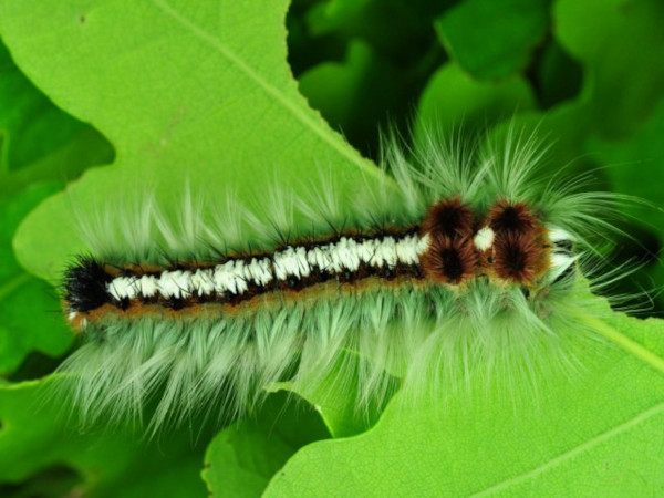 /filer/webapps/moths/media/images/C/capensis_Eutricha_C_Ihle_04.jpg