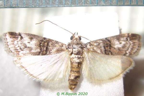 /filer/webapps/moths/media/images/C/capensis_Flabellobasis_AF_Bippus.jpg