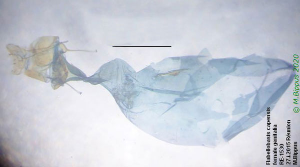 /filer/webapps/moths/media/images/C/capensis_Flabellobasis_GF_Bippus_1530.jpg