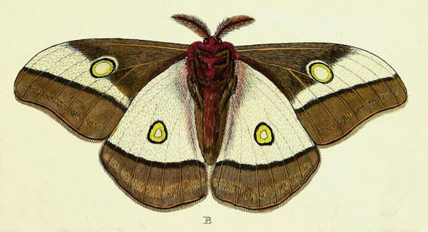/filer/webapps/moths/media/images/C/capensis_Gonimbrasia_Cramer4_302_B.jpg