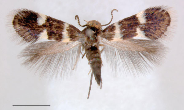 /filer/webapps/moths/media/images/C/capensis_Holocacista_AF_RNHL.jpg
