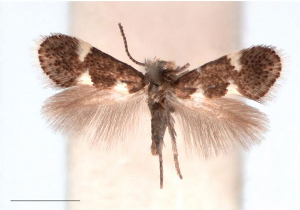 /filer/webapps/moths/media/images/C/capensis_Holocacista_AM_RNHL.jpg