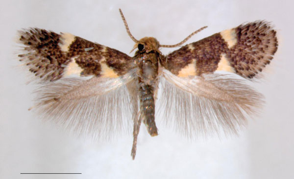 /filer/webapps/moths/media/images/C/capensis_Holocacista_HT_RNHL.jpg