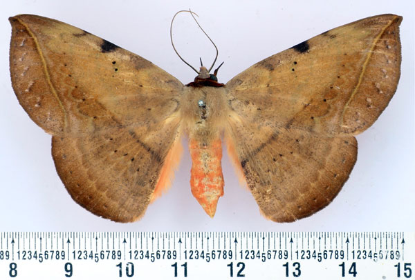 /filer/webapps/moths/media/images/C/capensis_Hypopyra_AF_BMNH.jpg