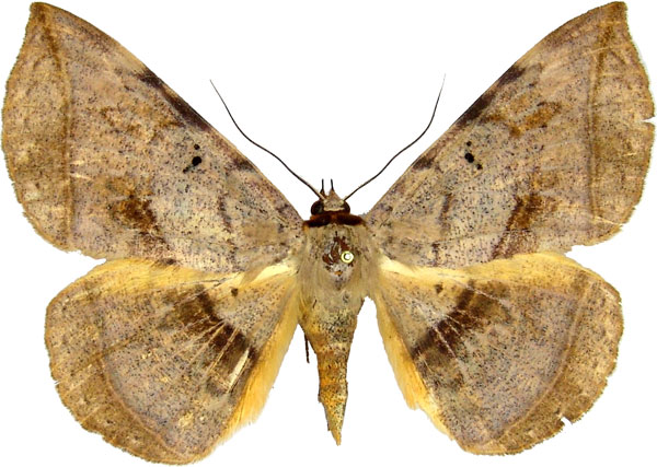 /filer/webapps/moths/media/images/C/capensis_Hypopyra_AF_MCJM.jpg