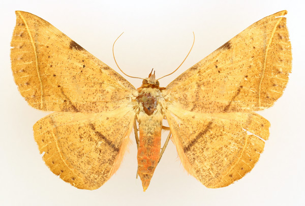 /filer/webapps/moths/media/images/C/capensis_Hypopyra_AF_TMSA_01.jpg