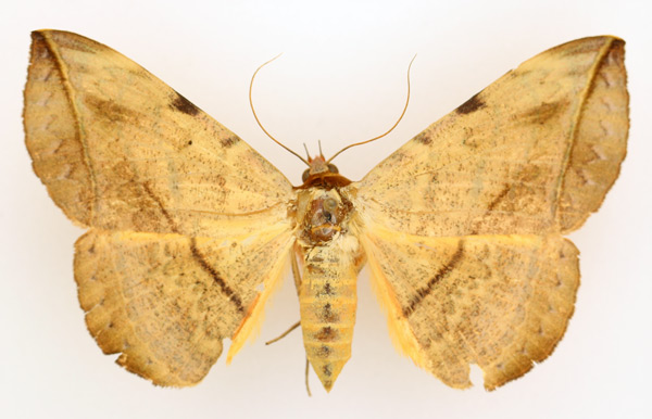 /filer/webapps/moths/media/images/C/capensis_Hypopyra_AF_TMSA_02.jpg