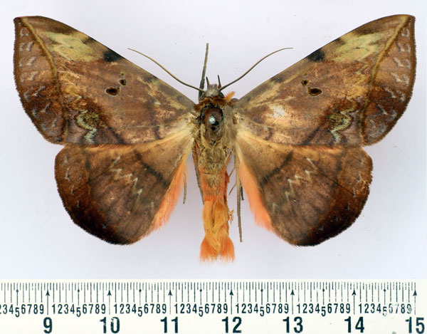 /filer/webapps/moths/media/images/C/capensis_Hypopyra_AM_BMNH.jpg