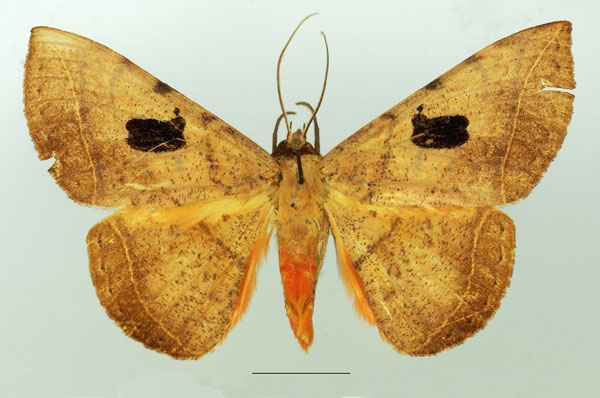 /filer/webapps/moths/media/images/C/capensis_Hypopyra_AM_Basquin.jpg