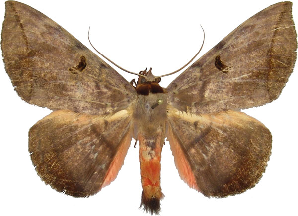 /filer/webapps/moths/media/images/C/capensis_Hypopyra_AM_MCJM.jpg