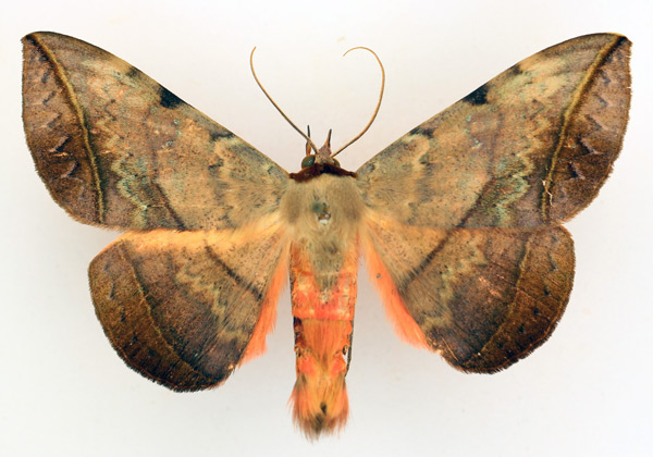 /filer/webapps/moths/media/images/C/capensis_Hypopyra_AM_TMSA_01.jpg