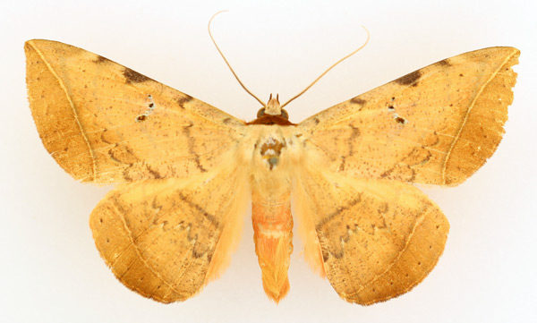 /filer/webapps/moths/media/images/C/capensis_Hypopyra_AM_TMSA_02.jpg