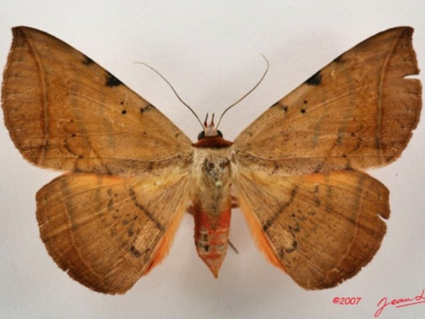 /filer/webapps/moths/media/images/C/capensis_Hypopyra_A_Alberta_01.JPG