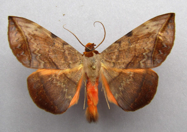 /filer/webapps/moths/media/images/C/capensis_Hypopyra_A_Baron.jpg