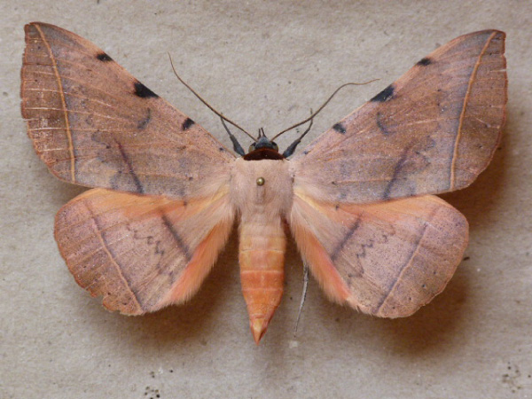 /filer/webapps/moths/media/images/C/capensis_Hypopyra_A_Butler.jpg