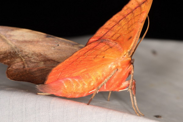 /filer/webapps/moths/media/images/C/capensis_Hypopyra_A_Heyns_01.jpg