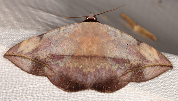 /filer/webapps/moths/media/images/C/capensis_Hypopyra_A_Heyns_02.jpg