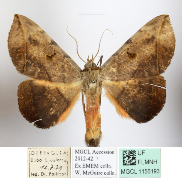 /filer/webapps/moths/media/images/C/capensis_Hypopyra_A_MGCLa_01.JPG