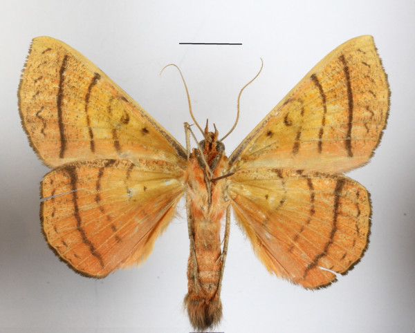 /filer/webapps/moths/media/images/C/capensis_Hypopyra_A_MGCLb_01.JPG