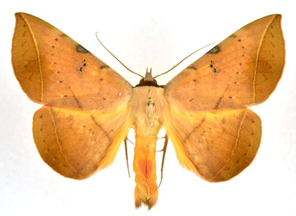 /filer/webapps/moths/media/images/C/capensis_Hypopyra_A_NHMO_02.jpg