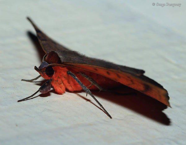 /filer/webapps/moths/media/images/C/capensis_Hypopyra_A_Pasquasy.jpg