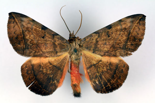 /filer/webapps/moths/media/images/C/capensis_Hypopyra_A_RMCA.jpg