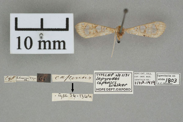 /filer/webapps/moths/media/images/C/capensis_Lepyrodes_HT_OUMNH_01.jpg