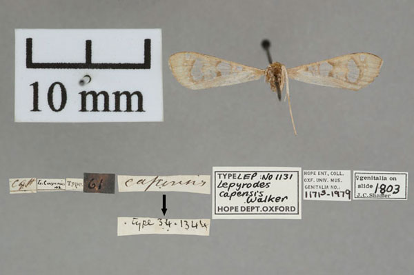/filer/webapps/moths/media/images/C/capensis_Lepyrodes_HT_OUMNH_02.jpg