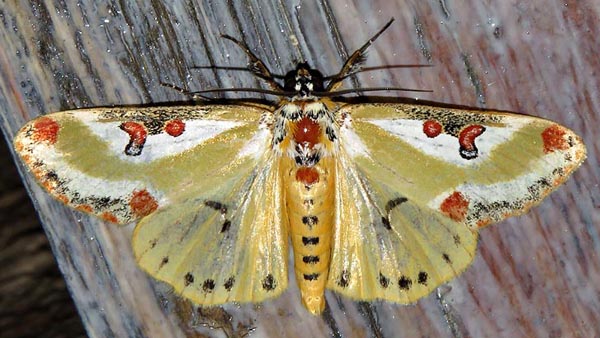 /filer/webapps/moths/media/images/C/capensis_Ovios_A_Braun_13.jpg