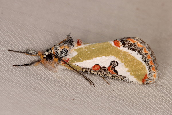 /filer/webapps/moths/media/images/C/capensis_Ovios_A_Heyns_01.jpg