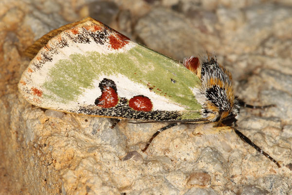 /filer/webapps/moths/media/images/C/capensis_Ovios_A_Heynsa.jpg