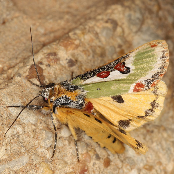 /filer/webapps/moths/media/images/C/capensis_Ovios_A_Heynsb.jpg