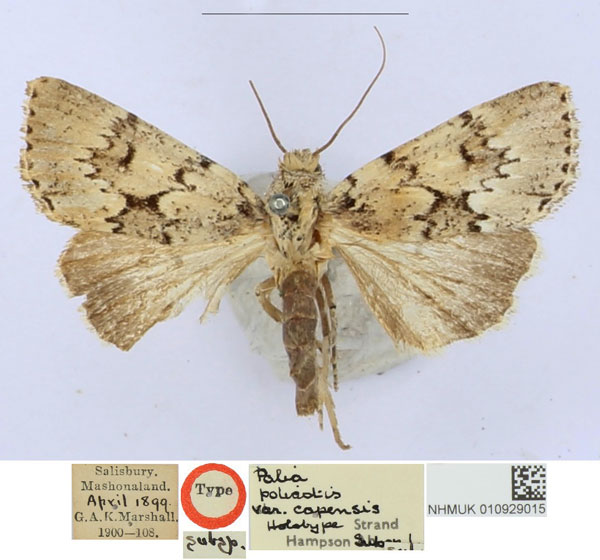 /filer/webapps/moths/media/images/C/capensis_Polia_HT_BMNH_9idsR1q.jpg
