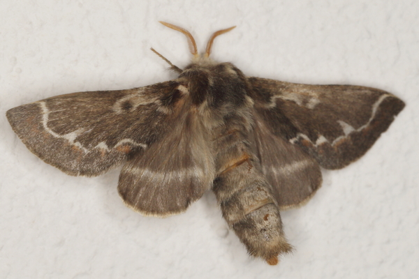 /filer/webapps/moths/media/images/C/capensis_Streblote_F_Heyns_01.JPG