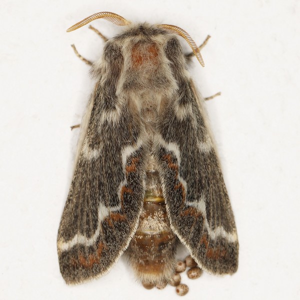 /filer/webapps/moths/media/images/C/capensis_Streblote_F_Heyns_02.JPG