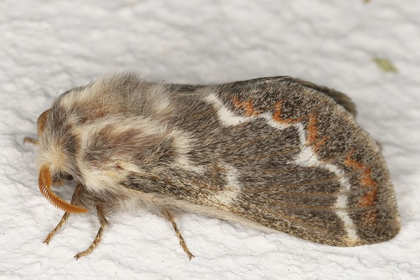 /filer/webapps/moths/media/images/C/capensis_Streblote_F_Heyns_03.JPG