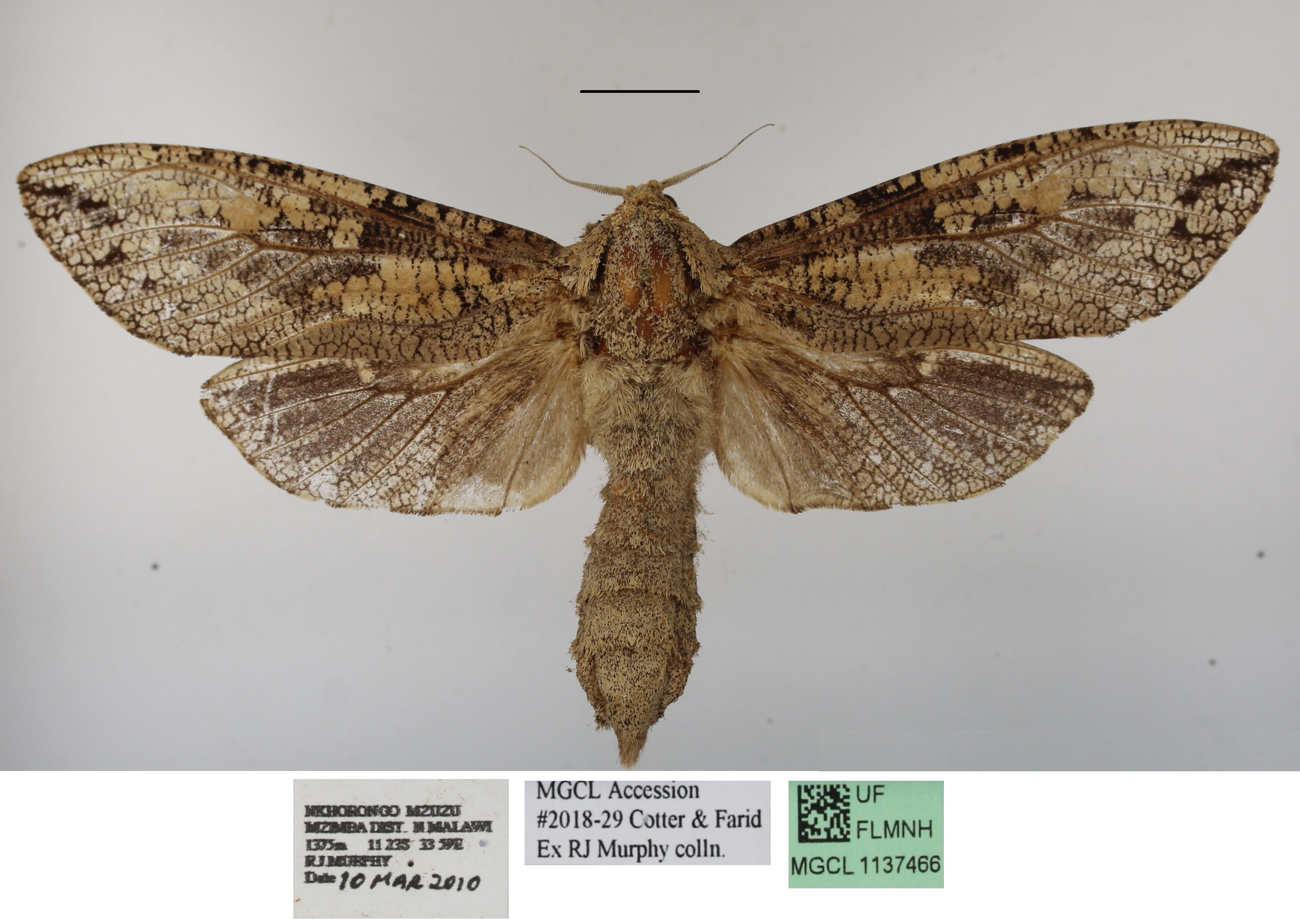 /filer/webapps/moths/media/images/C/capensis_Strigocossus_AF_MGCLa_02.JPG