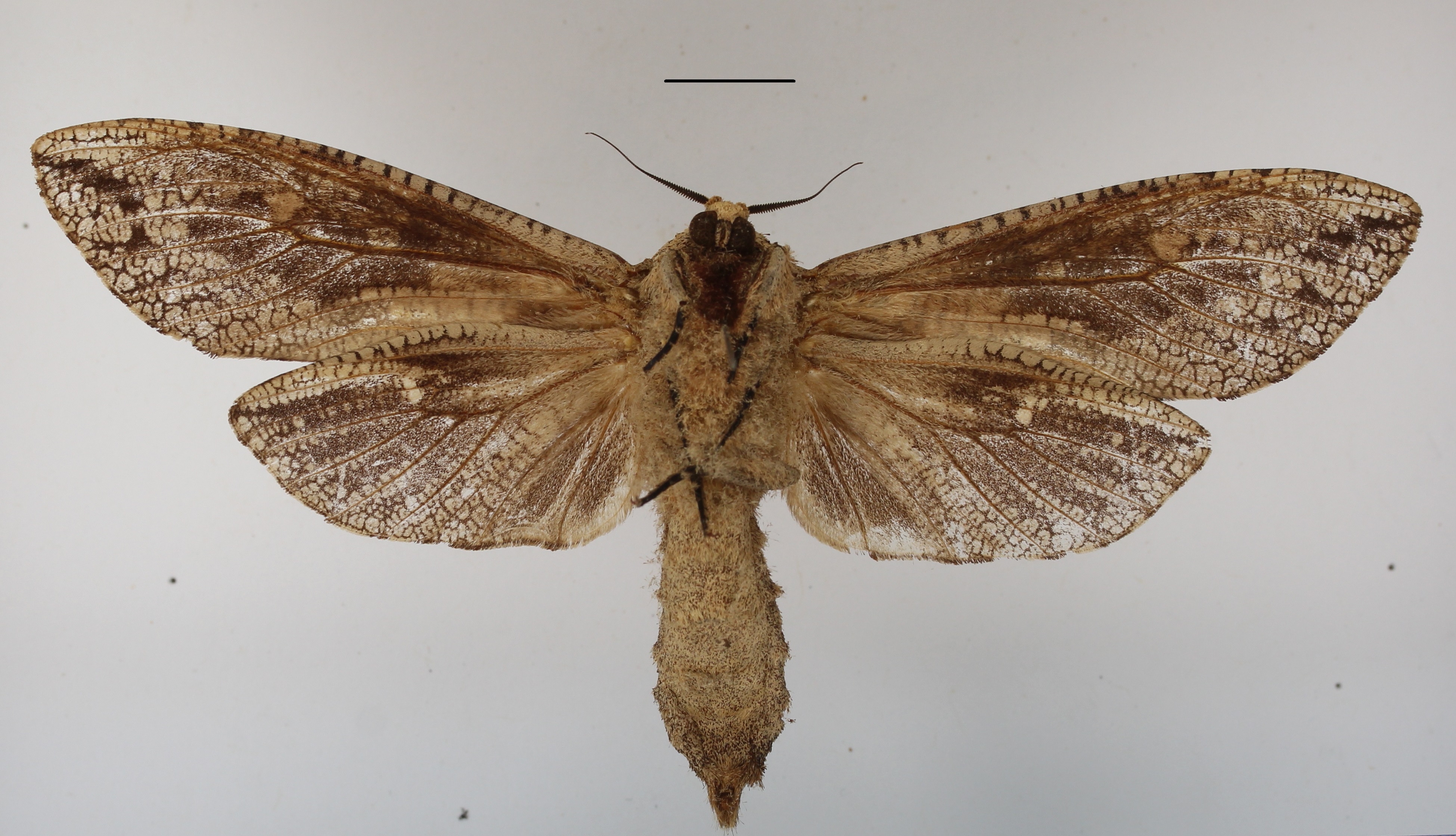 /filer/webapps/moths/media/images/C/capensis_Strigocossus_AF_MGCLb_02.JPG