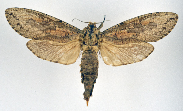 /filer/webapps/moths/media/images/C/capensis_Strigocossus_AF_NHMO.jpg