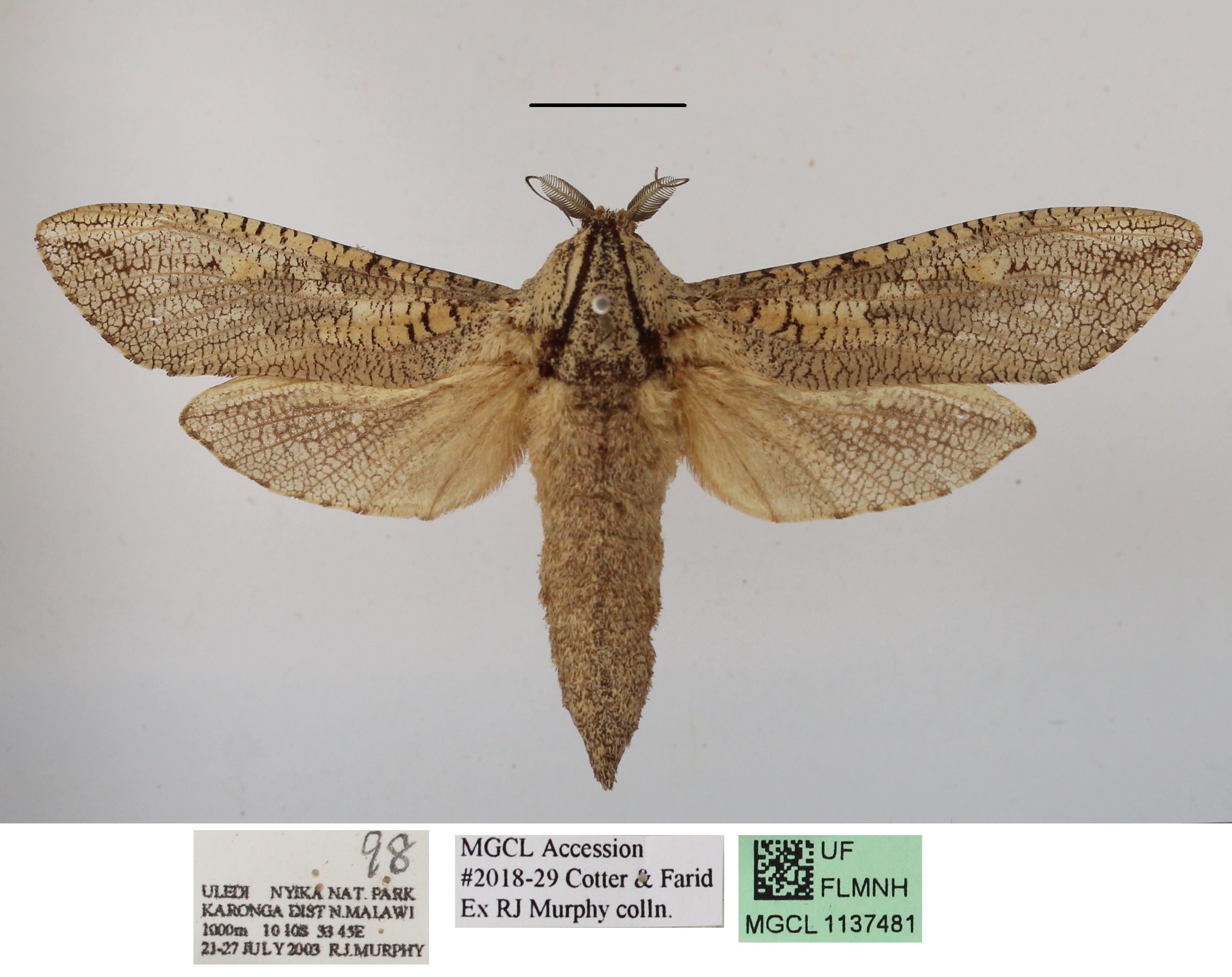 /filer/webapps/moths/media/images/C/capensis_Strigocossus_AM_MGCLa_01.JPG