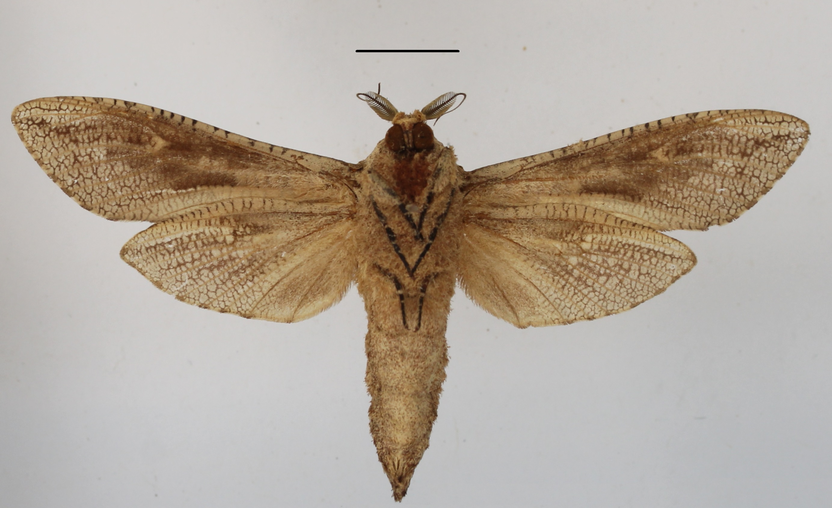 /filer/webapps/moths/media/images/C/capensis_Strigocossus_AM_MGCLb_01.JPG
