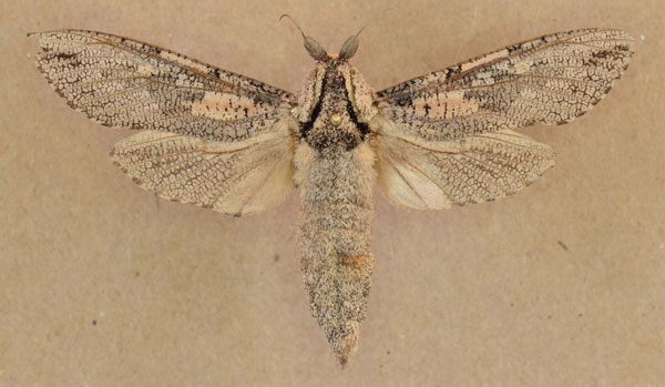 /filer/webapps/moths/media/images/C/capensis_Strigocossus_A_Butler.jpg