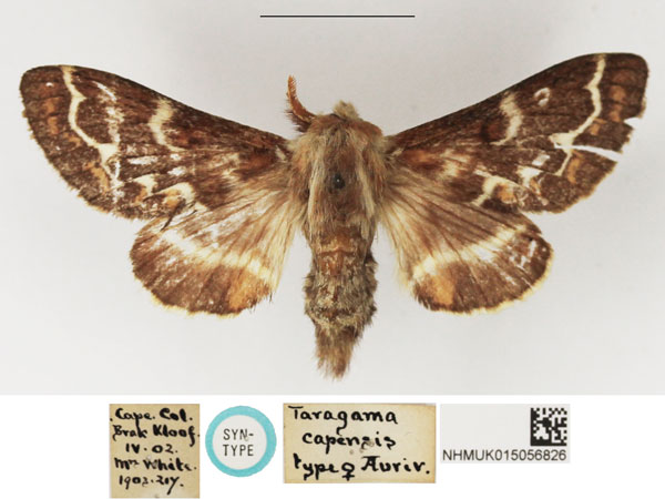 /filer/webapps/moths/media/images/C/capensis_Taragama_STF_NHMUK.jpg