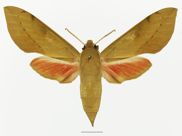 /filer/webapps/moths/media/images/C/capensis_Theretra_AF_Basquin_01a.jpg