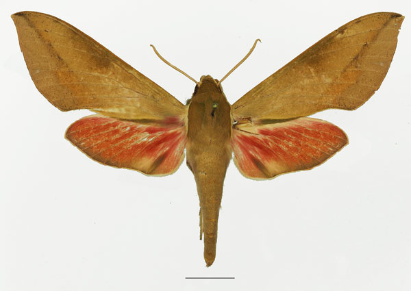 /filer/webapps/moths/media/images/C/capensis_Theretra_AF_Basquin_02a.jpg