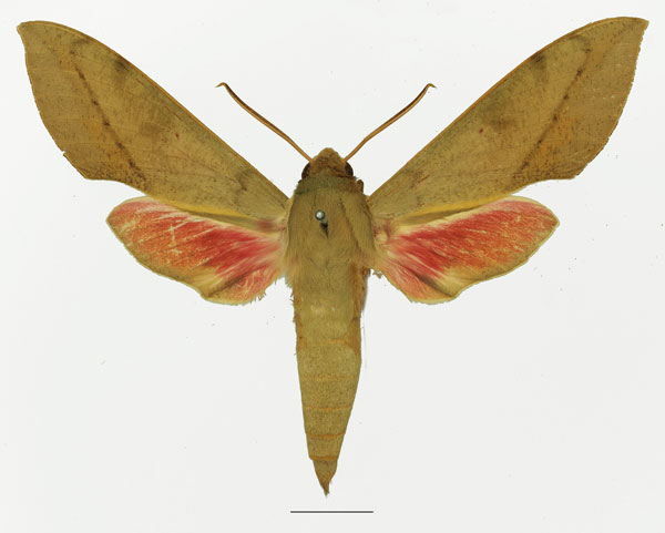 /filer/webapps/moths/media/images/C/capensis_Theretra_AM_Basquin_01a.jpg