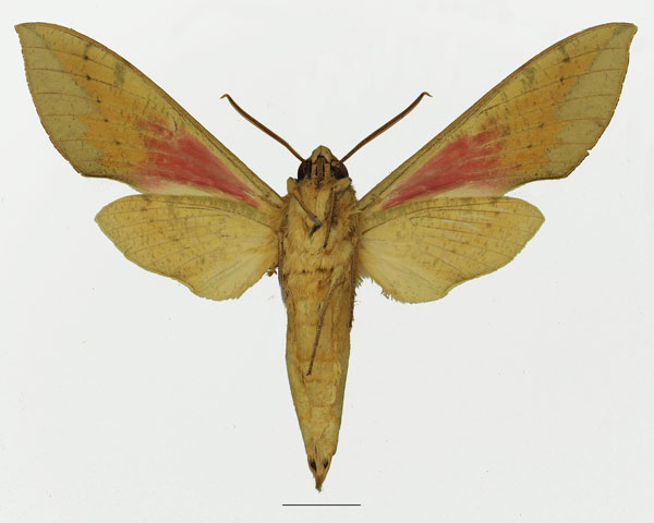 /filer/webapps/moths/media/images/C/capensis_Theretra_AM_Basquin_01b.jpg
